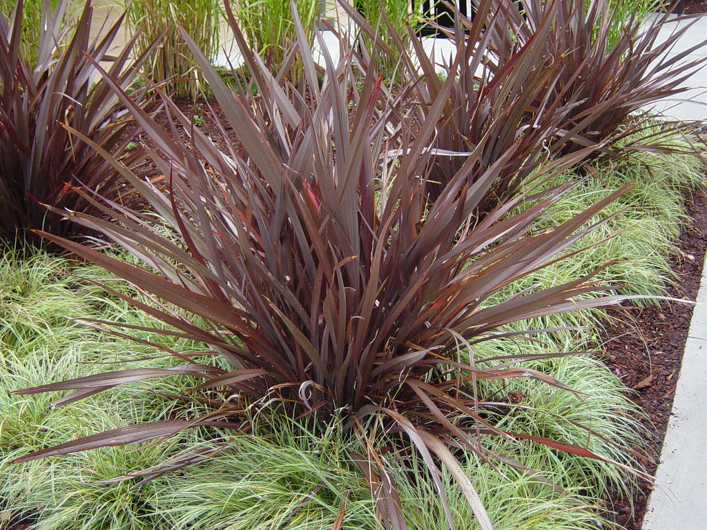 Phormium Tenax ‘Bronze Baby’ (Bronze Baby New Zealand Flax)