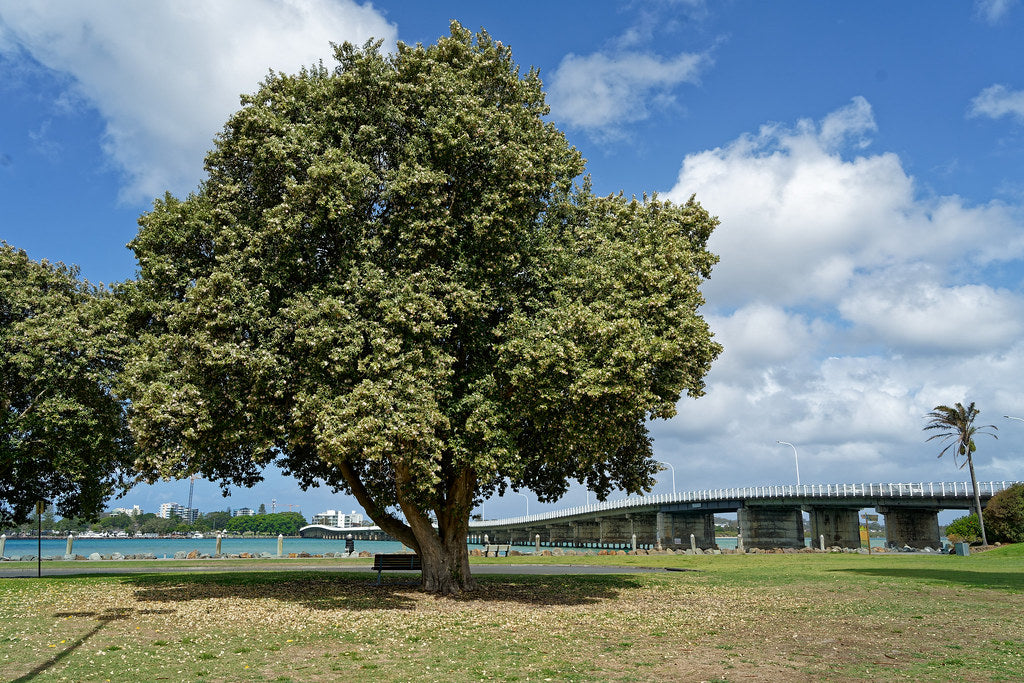 Lagunaria Patersonia (Norfolk Island Hibiscus)