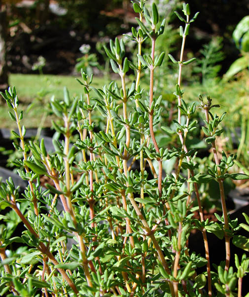 Thymus Vulgaris (Common Thyme)