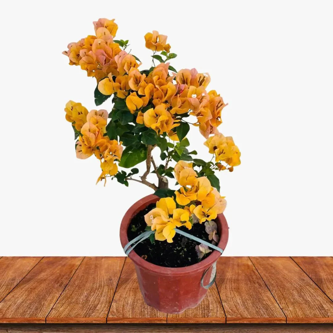Bougainvillea glabra ‘Pixie Gold’ (Golden Bougainvillea)