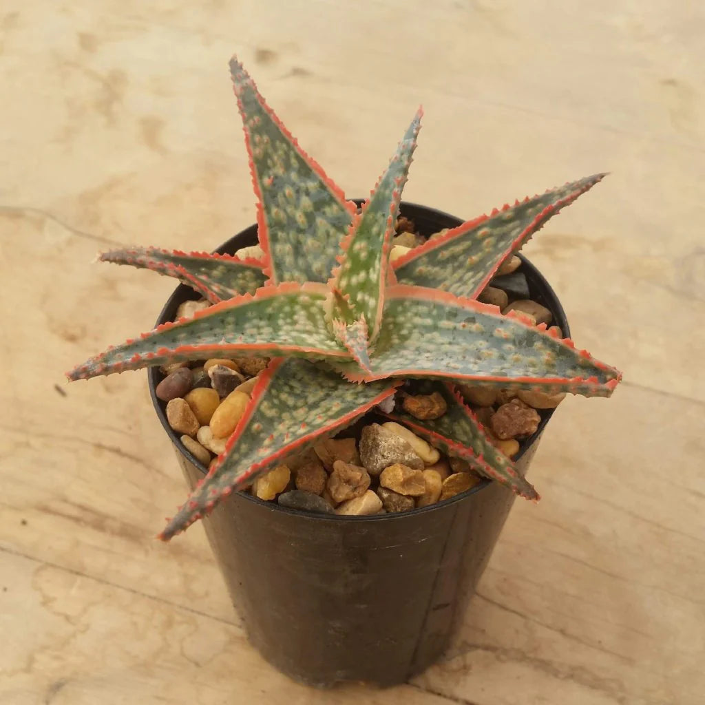 Aloe ‘Christmas Cracker’ (Aloe)