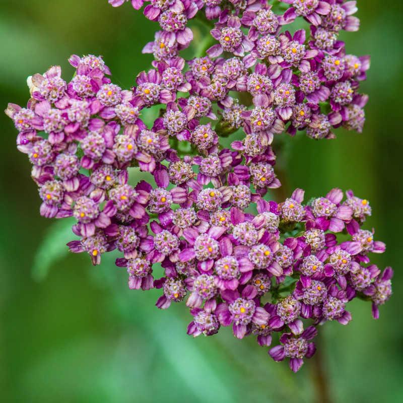 Achillea Millefolium 'Cassis' (Cassis Yarrow)