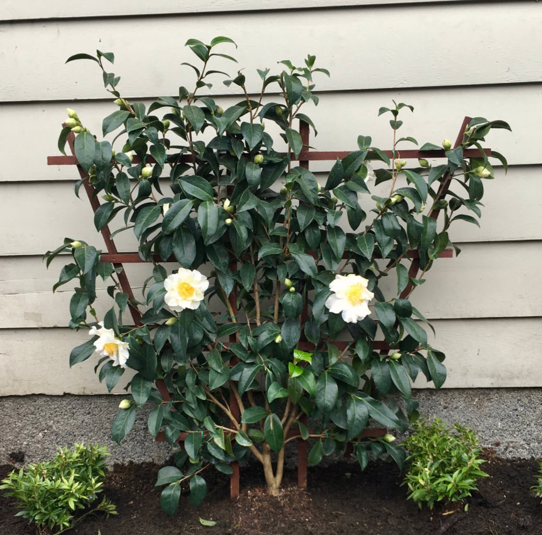 Camellia japonica ‘Silver Waves’