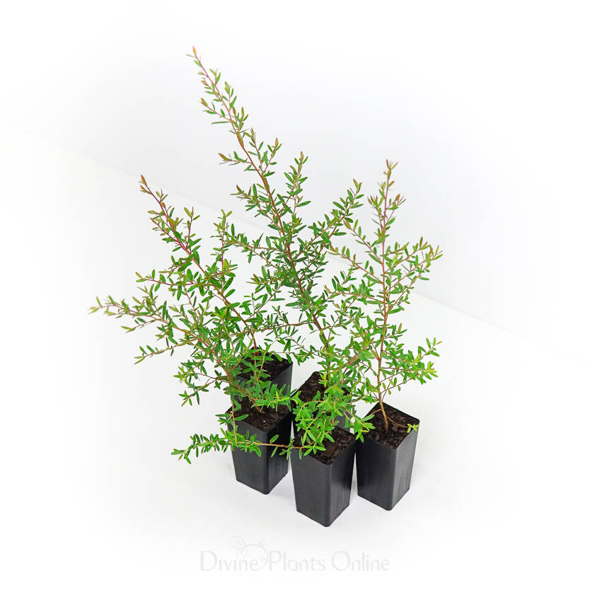 Leptospermum polygalifolium (Tropical Tea Tree)