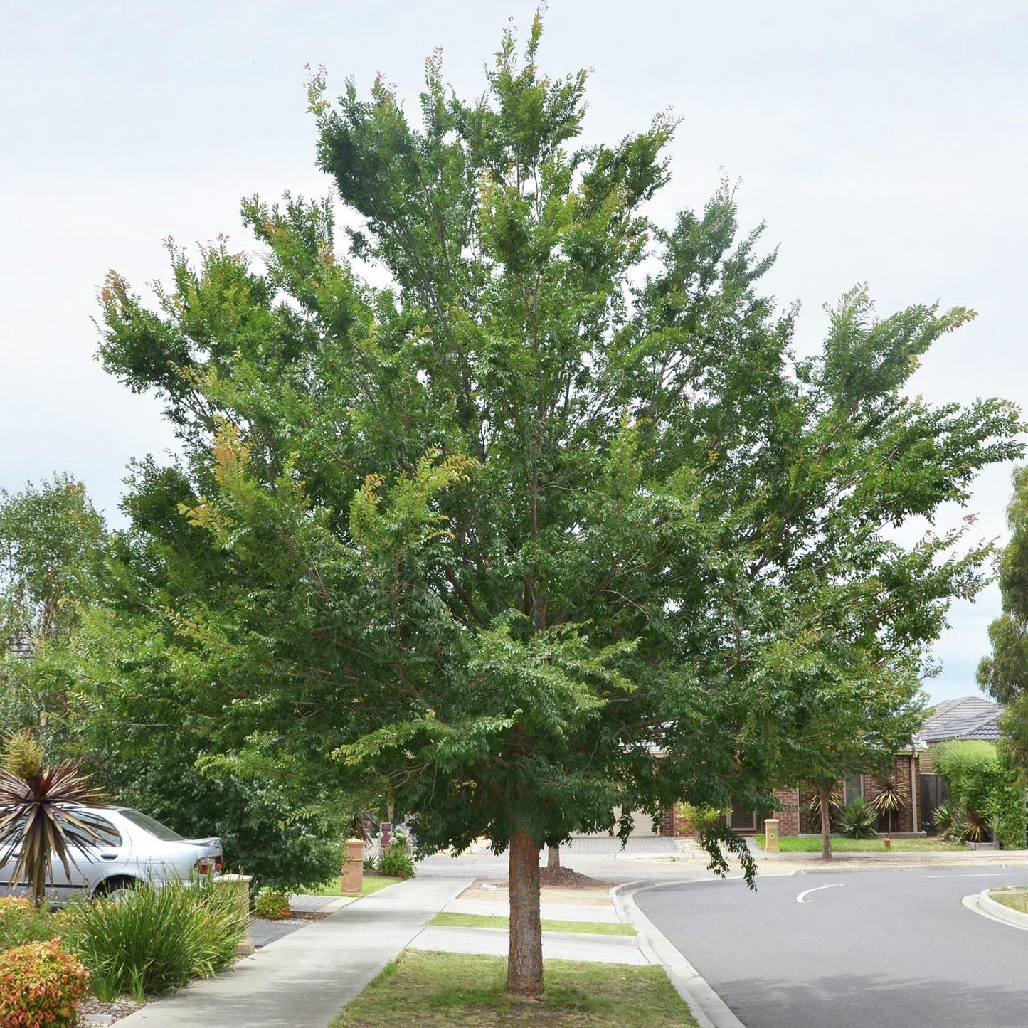 Ulmus parvifolia ‘Murray’s Form’ (Murray’s Chinese Elm)