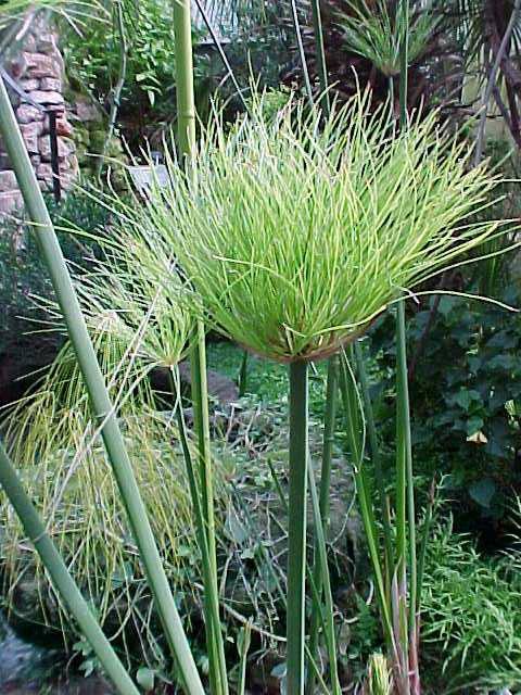 Cyperus papyrus nanus (Dwarf Papyrus)