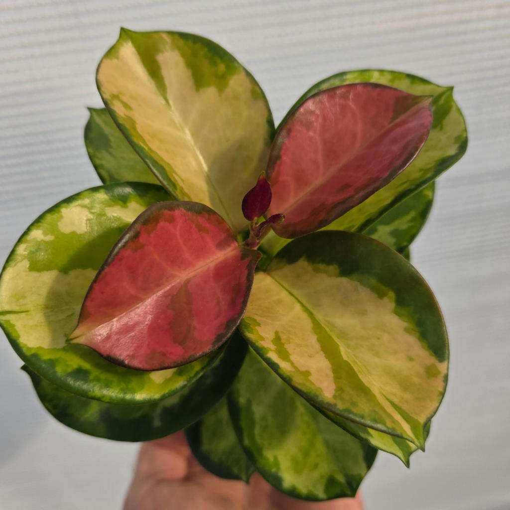 Hoya australis ‘Lisa’ (Waxvine / Porcelain Flower)