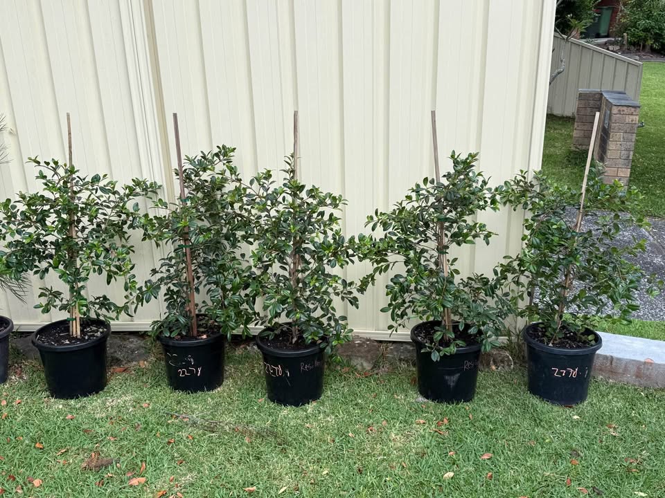 Syzygium Resilience (Lilly Pilly Resilience) CLEARANCE