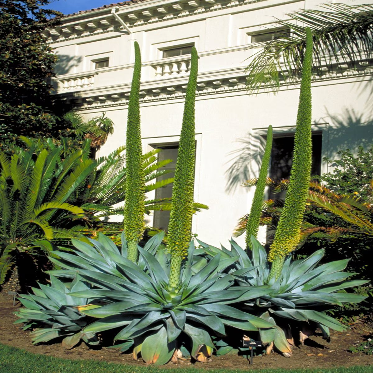 Agave Attenuata (Foxtail Agave)