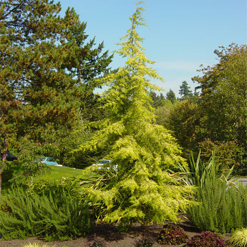 Cedrus Atlantica Aurea (Golden Atlas Cedar)