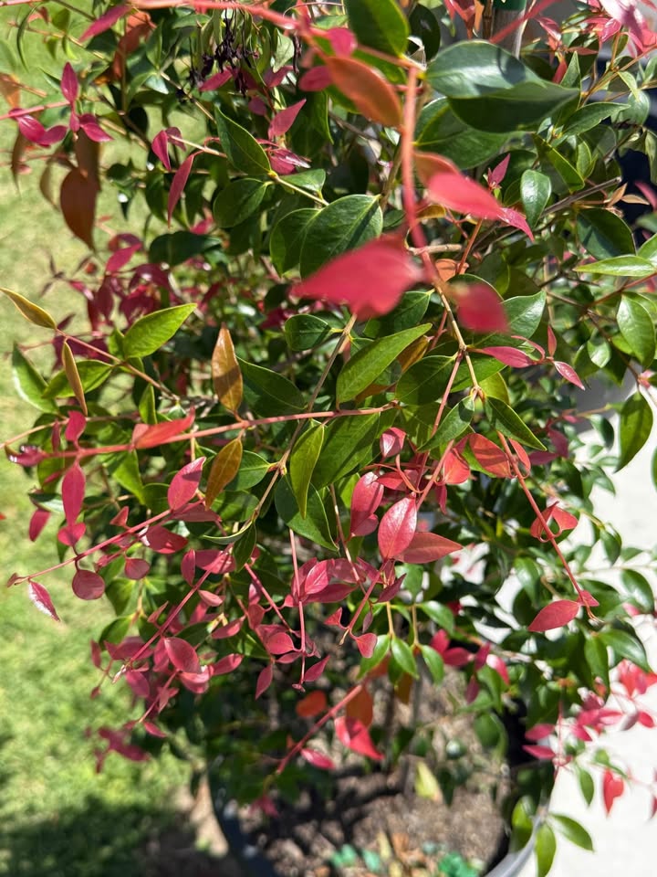 Syzygium Luehmannii (Small-Leaved Lilly Pilly) CLEARANCE