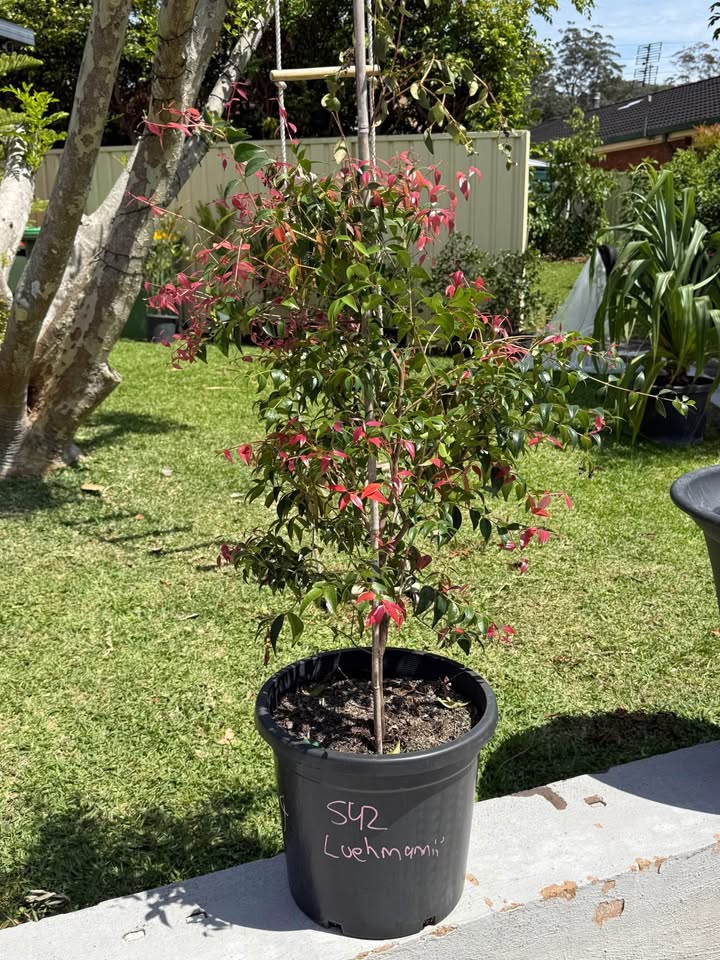 Syzygium Luehmannii (Small-Leaved Lilly Pilly) CLEARANCE