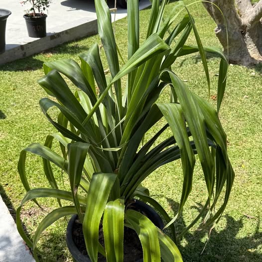 Pandanus Pedunculatus (Beach Pandanus) CLEARANCE