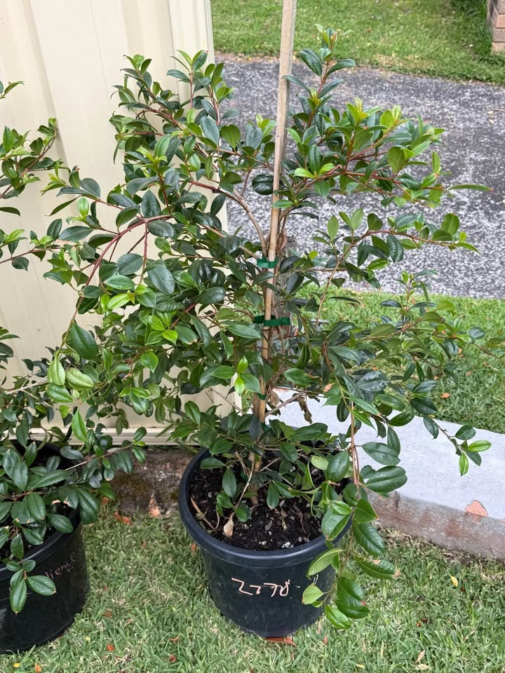 Syzygium Resilience (Lilly Pilly Resilience) CLEARANCE