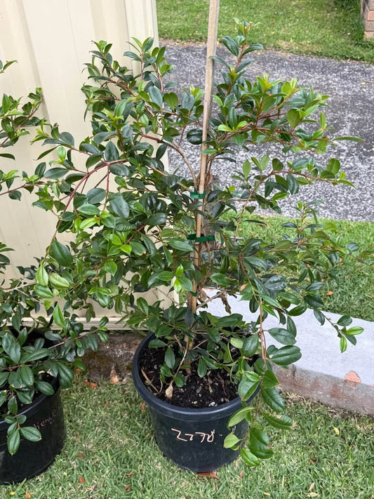 Syzygium Resilience (Lilly Pilly Resilience) CLEARANCE