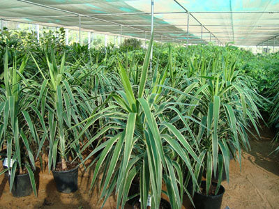 Yucca elephantipes ‘Variegata’ (Variegated Spineless Yucca)