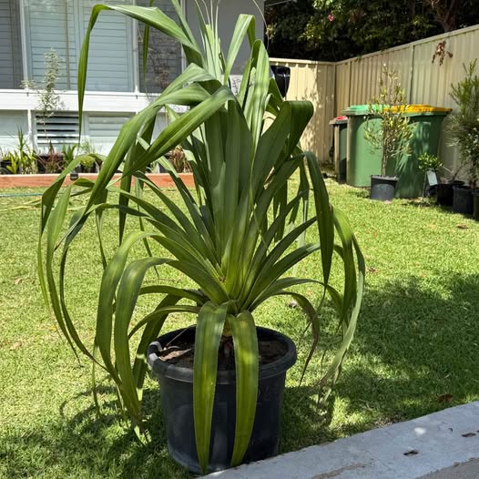 Pandanus Pedunculatus (Beach Pandanus) CLEARANCE