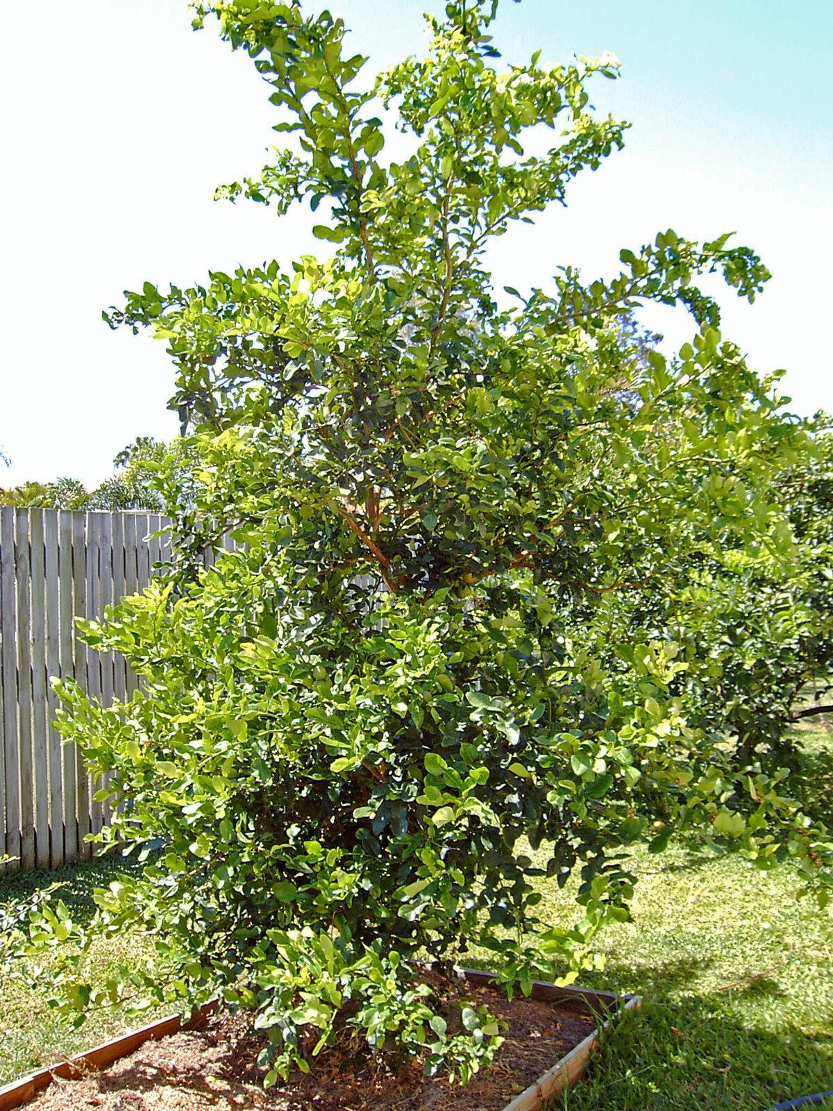 Citrus Hystrix (Lime Kaffir)