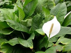 Spathiphyllum ‘Gigi’ (Peace Lily)