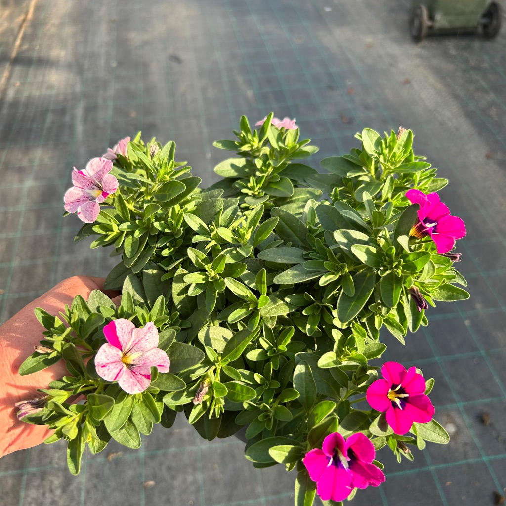 Calibrachoa ‘Caliloco Graffiti’ (Million Bells)