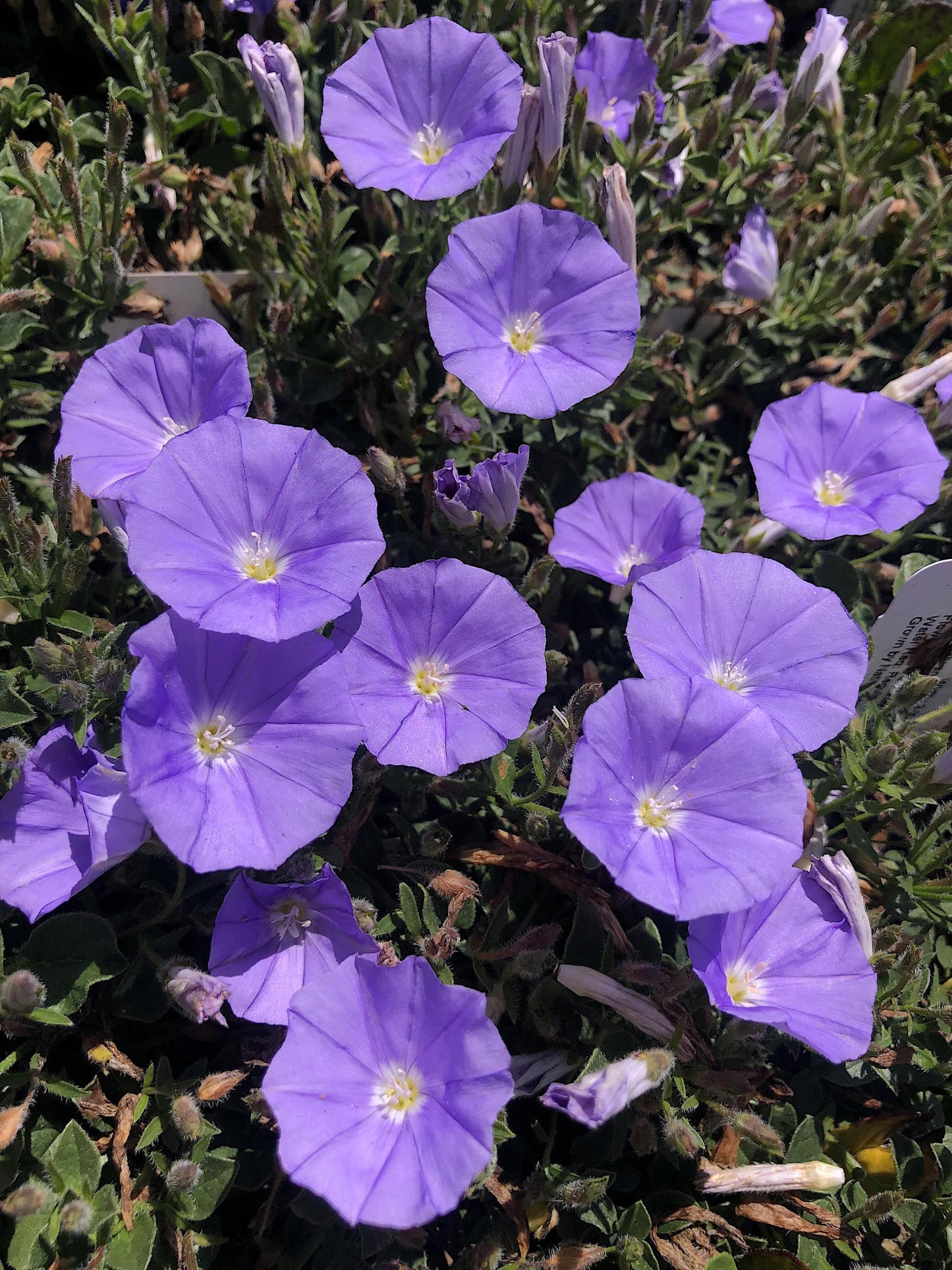 Convolvulus Sabatius ‘Blue’ (Blue Convolvulus)