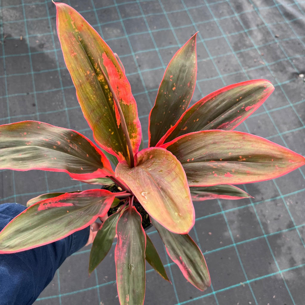 Cordyline fruticosa ‘Tangelo’ (Ti Plant)