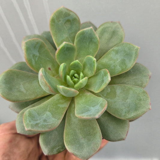 Echeveria Love Me