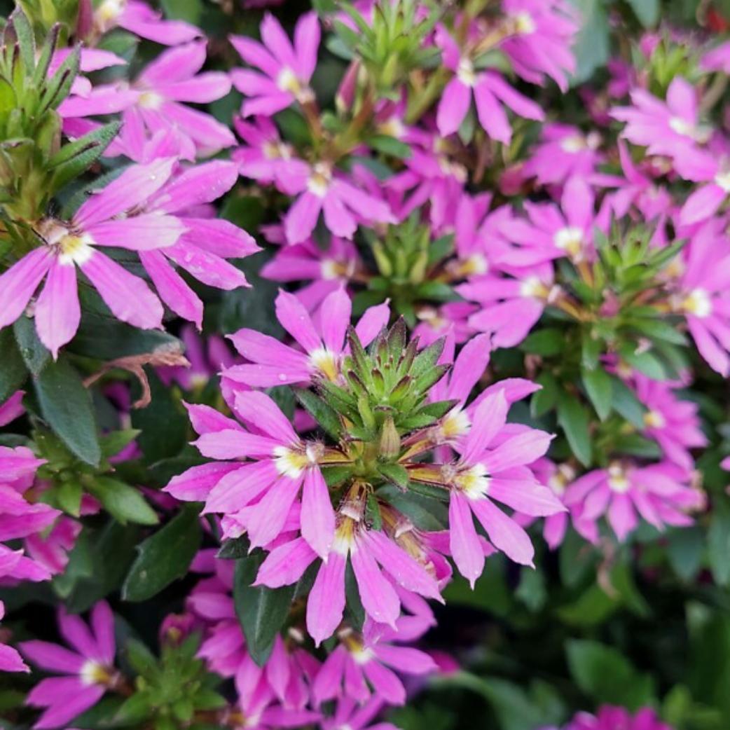 Scaevola Aemula 'Touch Deep Pink' (Deep Pink Fan Flower)