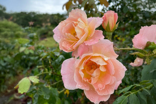 Rosa ‘Crépuscule’ (Crépuscule Noisette Rose)
