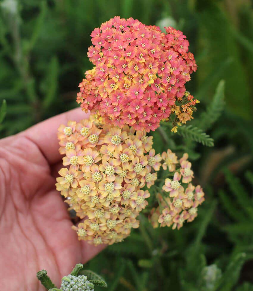 Achillea ‘Colourburst Salmon Yellow’ (Salmon Yellow Yarrow)