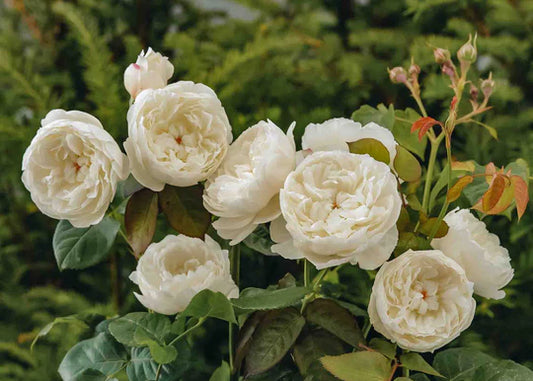 Rosa ‘William and Catherine™’ (English Rose / David Austin Rose)