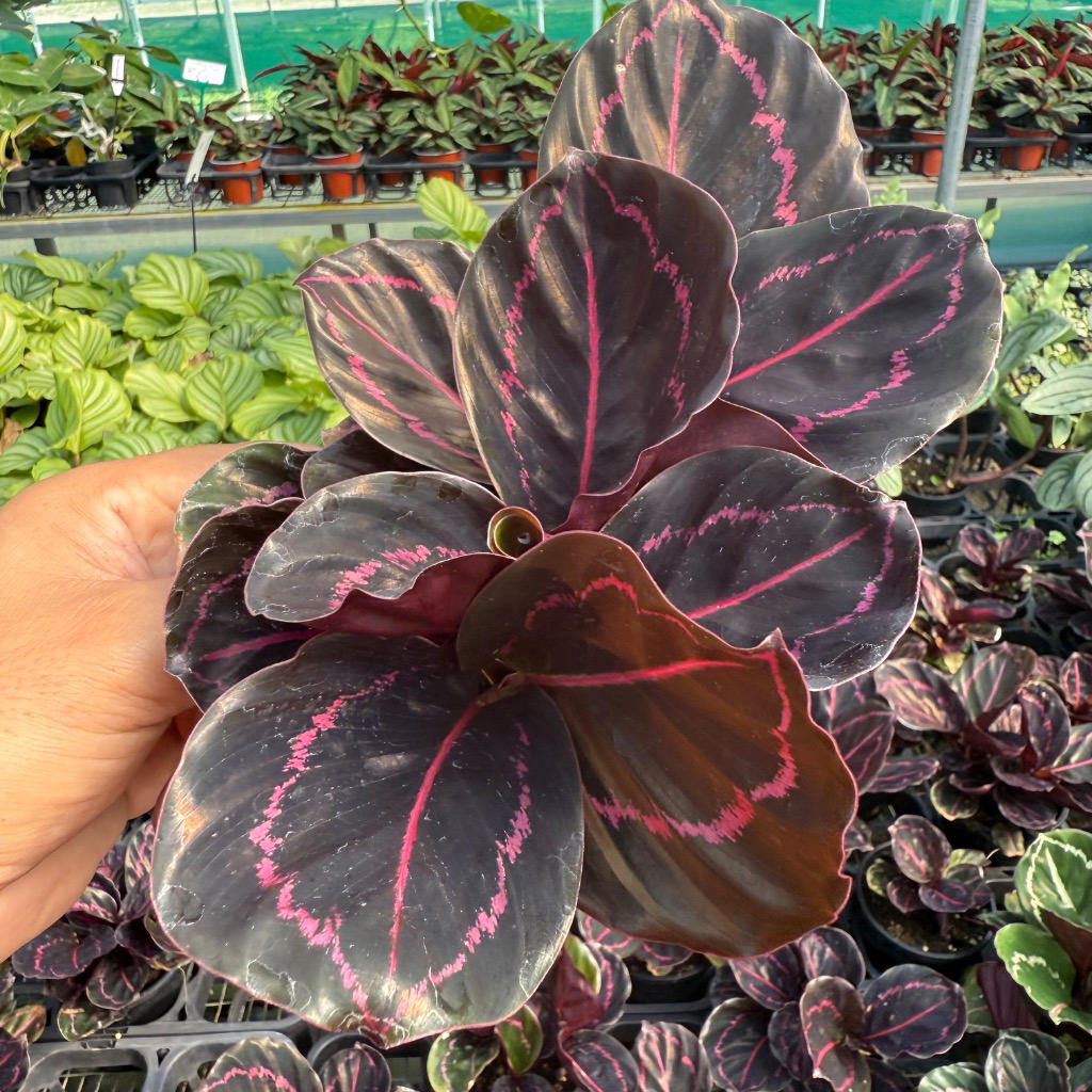 Goeppertia (Calathea) roseopicta ‘Dottie’