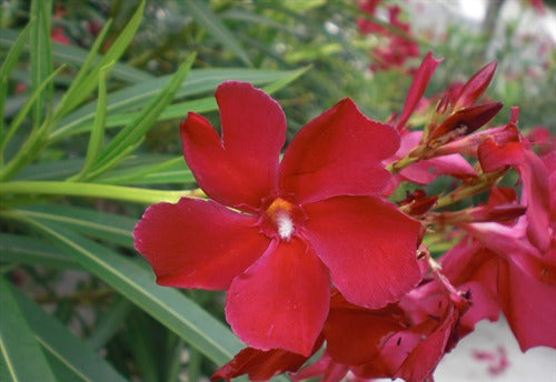 Nerium oleander Delphine (Oleander)