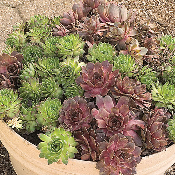 Sempervivum spp. (Assorted Hens & Chicks Succulents)