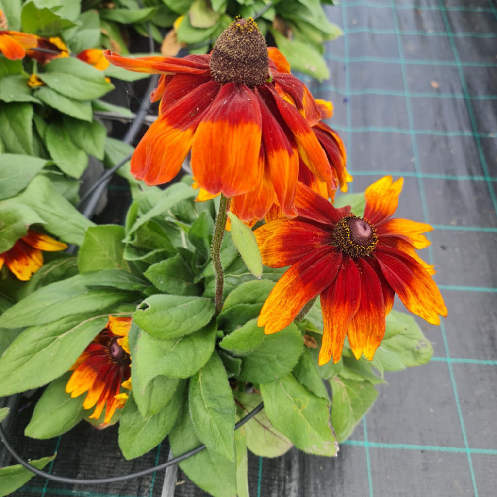 Rudbeckia ‘Sunbeckia Sarah’ (Black-Eyed Susan)