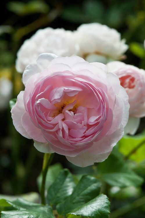 Rosa ‘Heritage’ (Heritage English Shrub Rose)