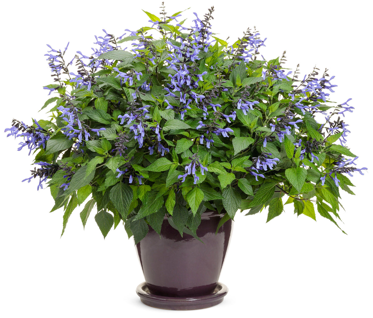 Salvia 'Rocking Blue Suede Shoes' (Rocking Blue Suede Shoes Sage)