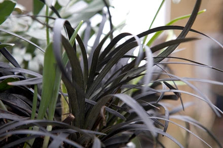 Ophiopogon planiscapus ‘Nigrescens’ (Black Mondo Grass)