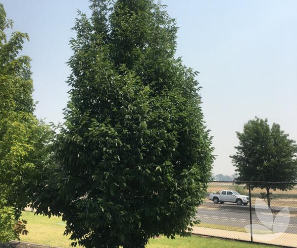 Fraxinus Pennsylvanica ‘Urbdell’ (Urbanite Ash)