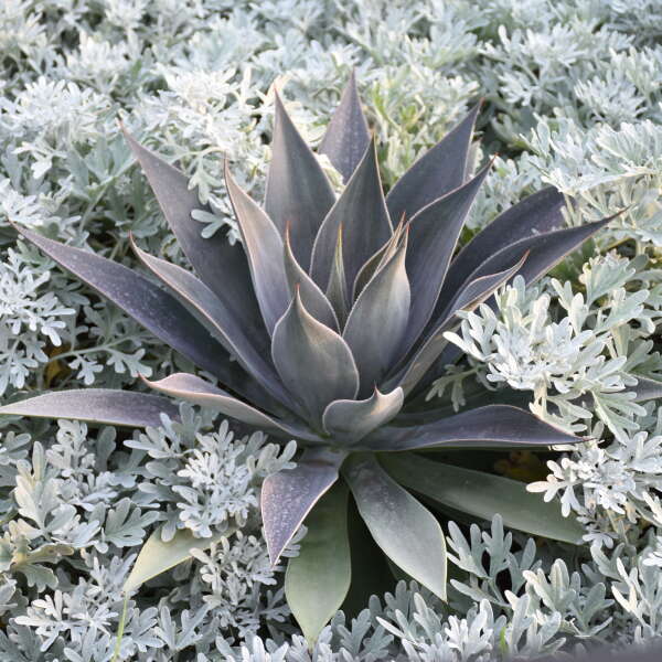 Mangave ‘Lavender Lady’ (Mangave)