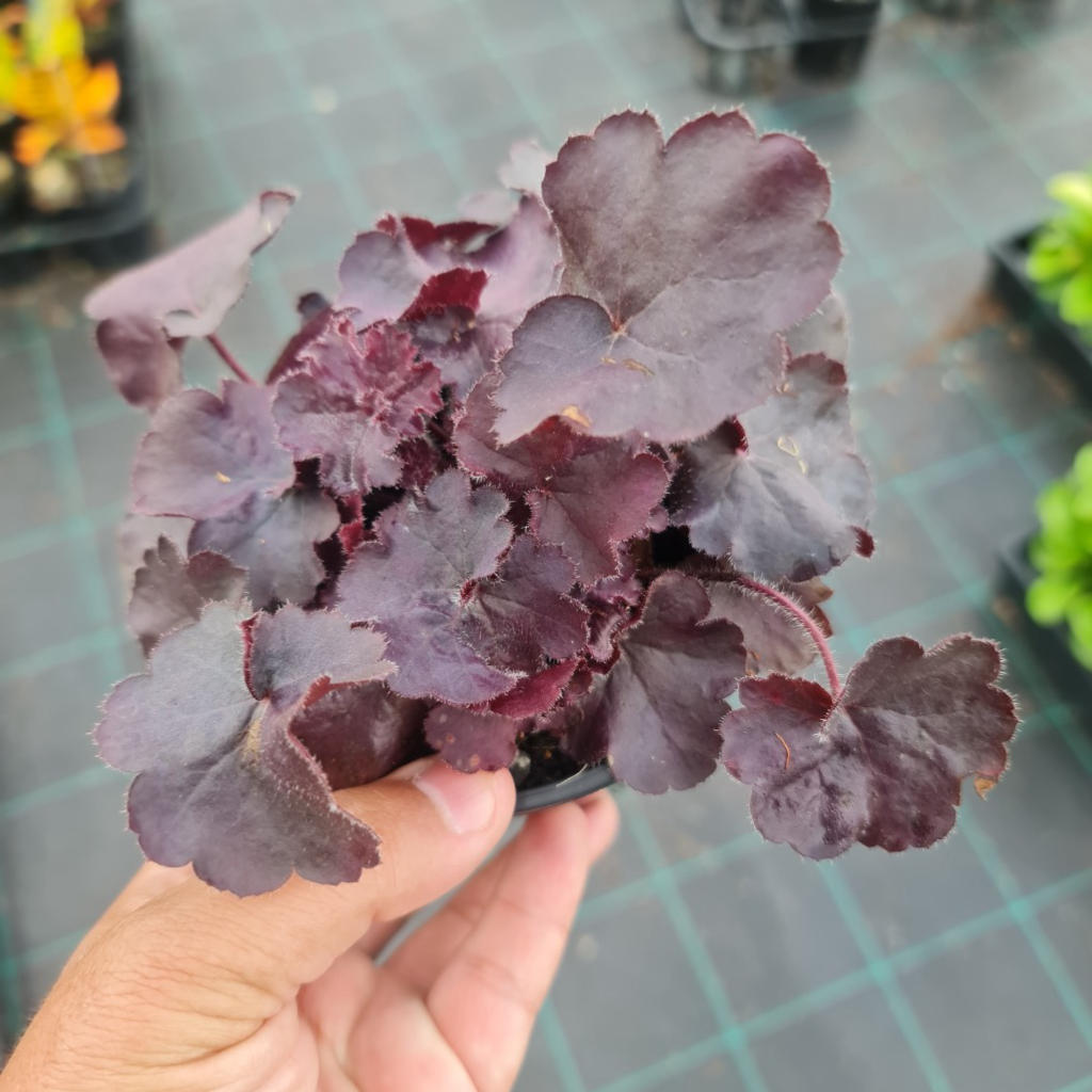 Heuchera ‘Black Forest Cake’ (Coral Bells)
