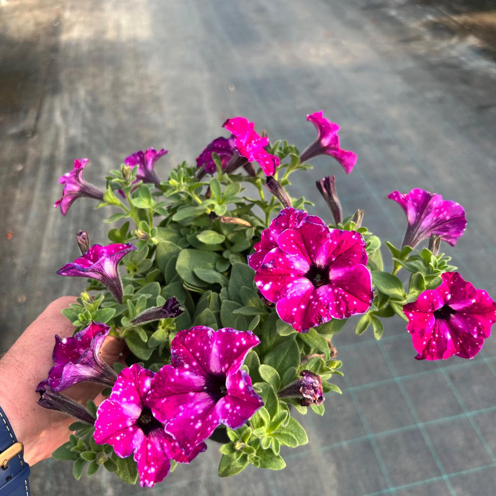 Petunia ‘Circus Sky’