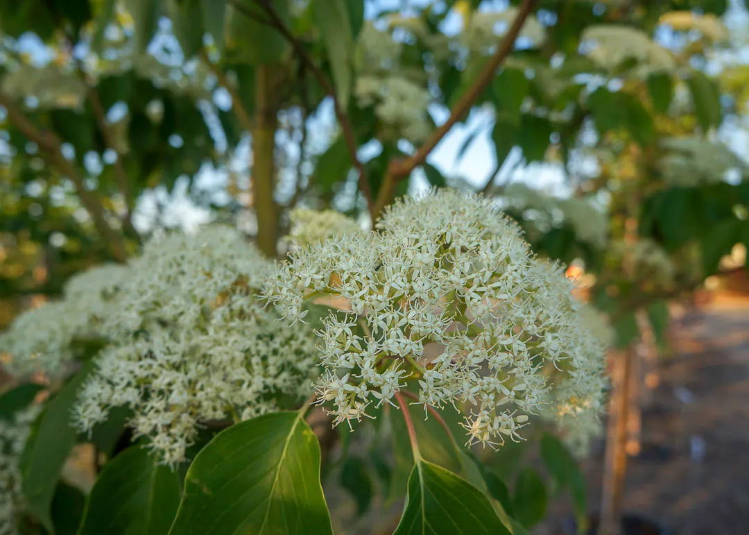Cornus controversa 'June Snow' (June Snow Giant Dogwood)