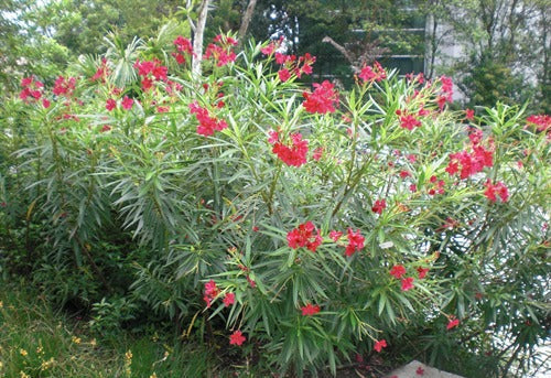 Nerium oleander Delphine (Oleander)