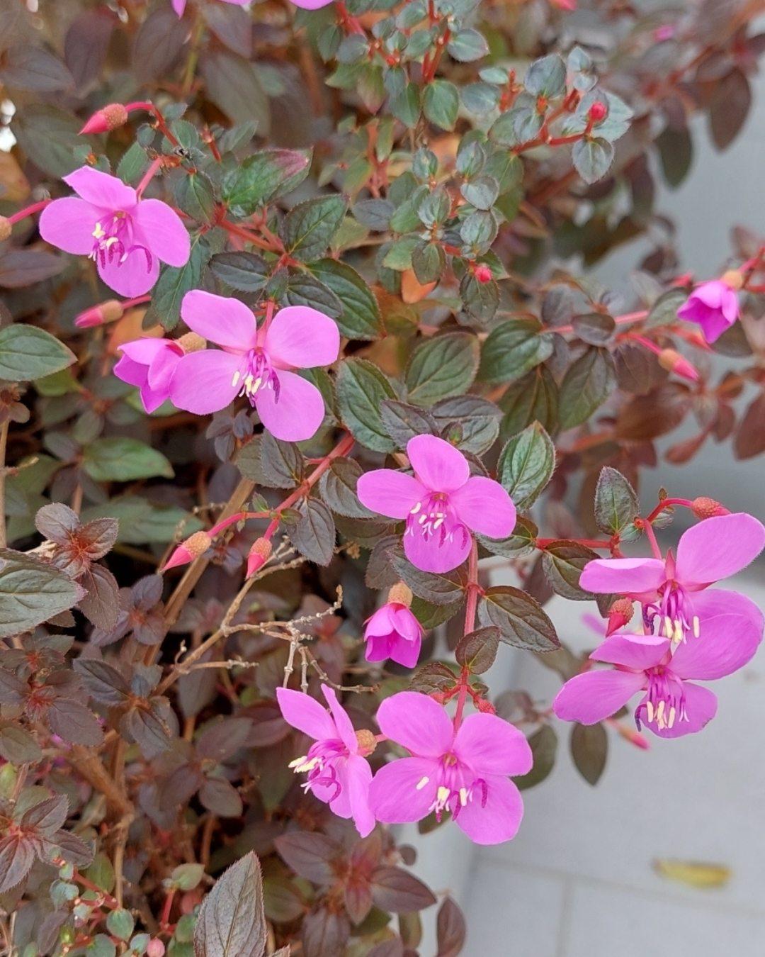 Heeria Elegans (Heeria)