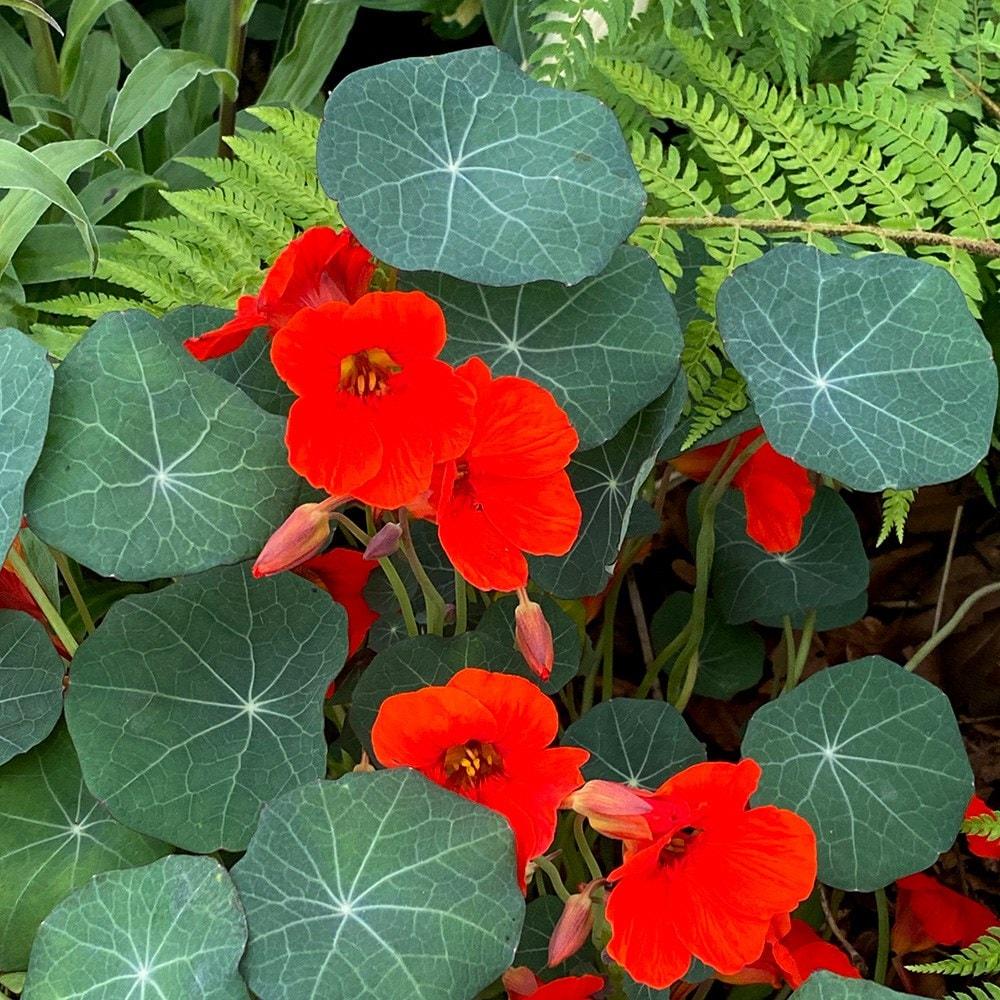 Tropaeolum Majus (Flaming Red Nasturtium)