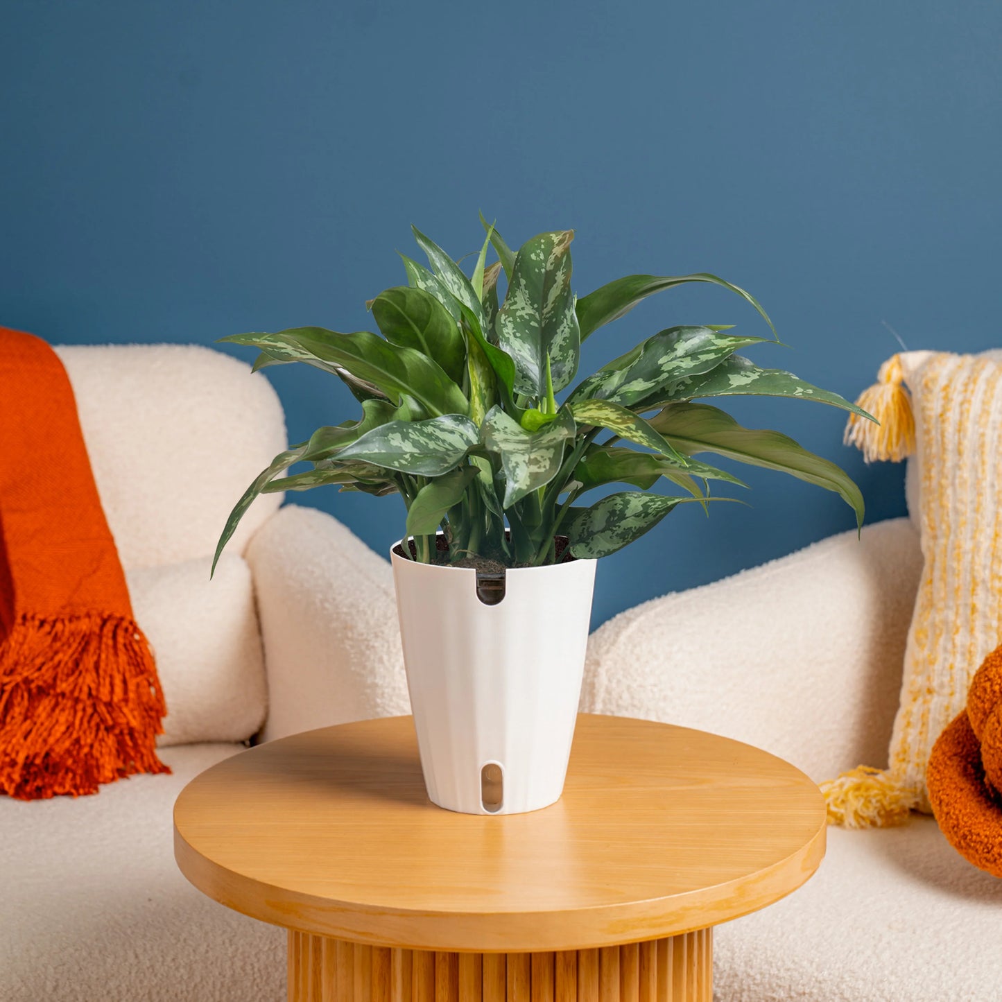 Aglaonema ‘Beauty’ (Chinese Evergreen)