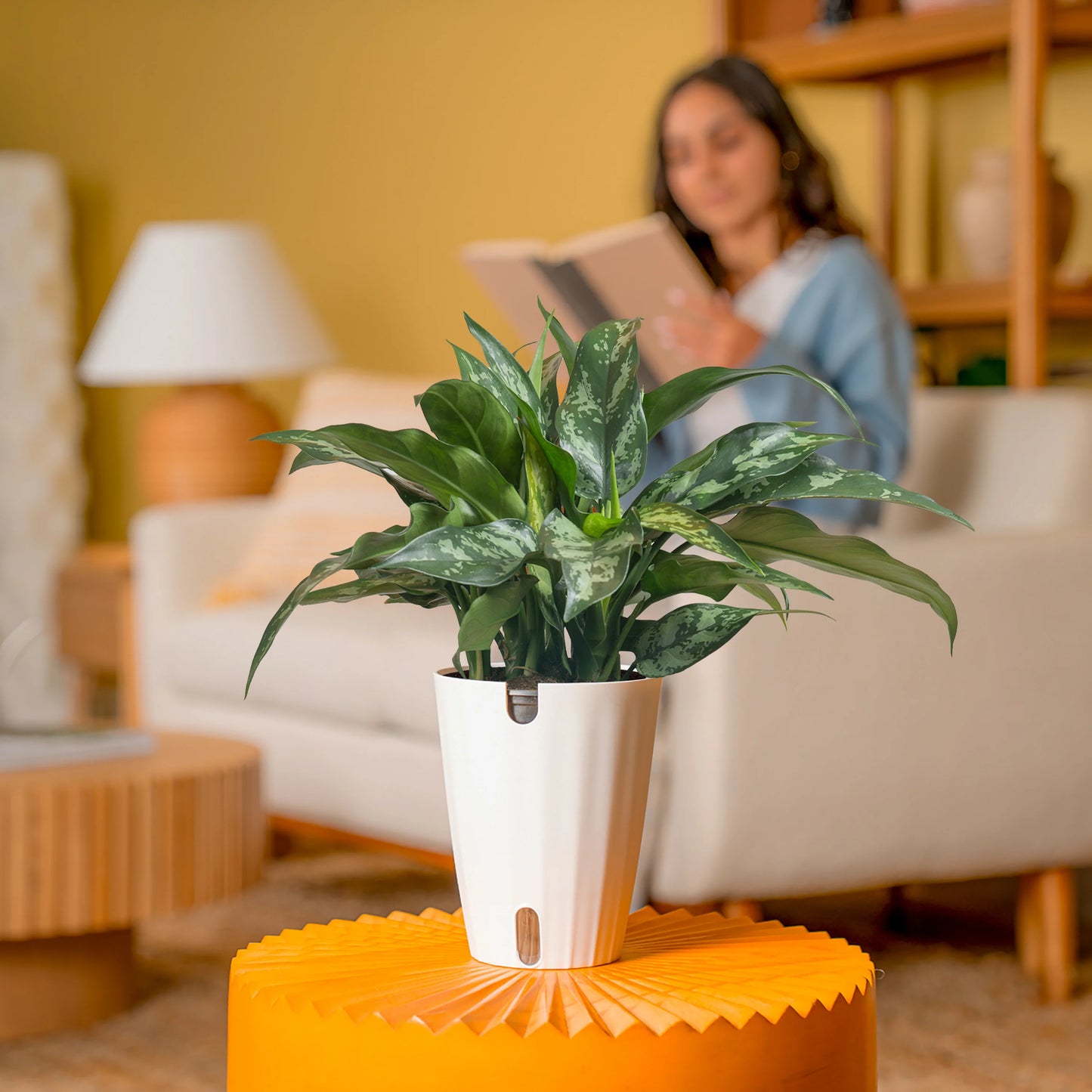 Aglaonema ‘Beauty’ (Chinese Evergreen)