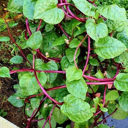 Basella Rubra (Spinach Climbing Red)