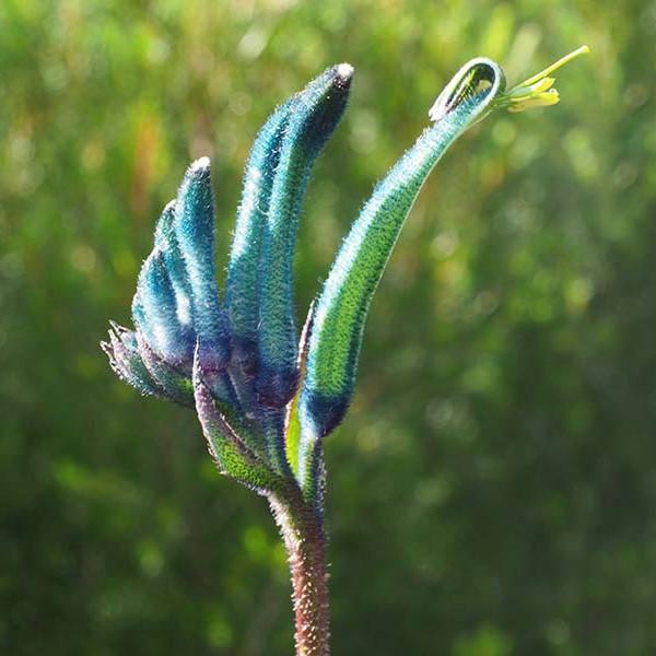 Anigozanthos Hybrid ‘Masquerade’ (Masquerade Kangaroo Paw)
